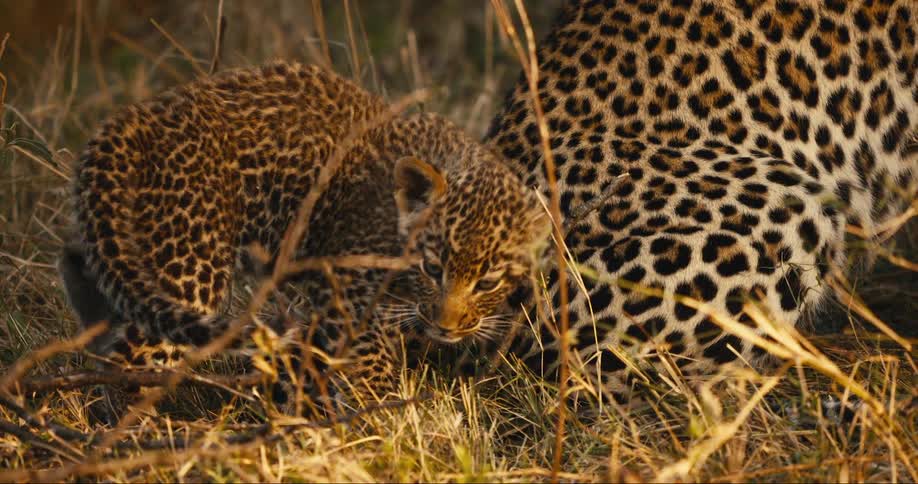 A small leopard cub next to an adult leopard that walks backwards and lies on the ground