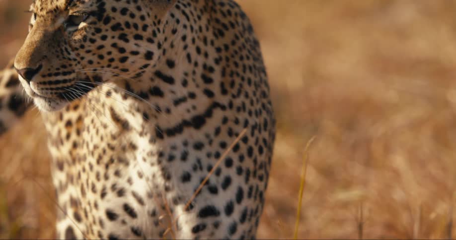 Leopard walking through the jungle