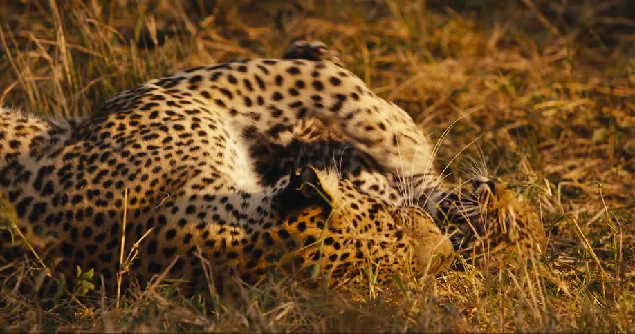 Leopard cub lying down with its mother in the jungle grass playing