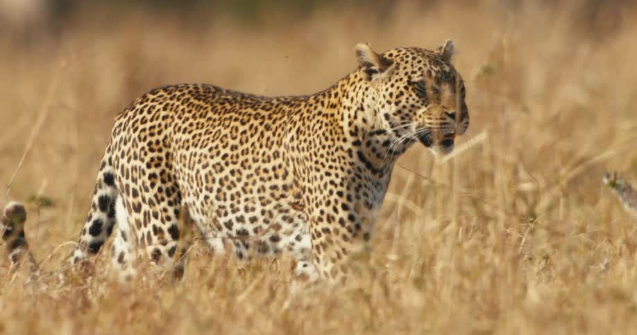 Leopard cubs move through brown grass with their mother on a sunny day