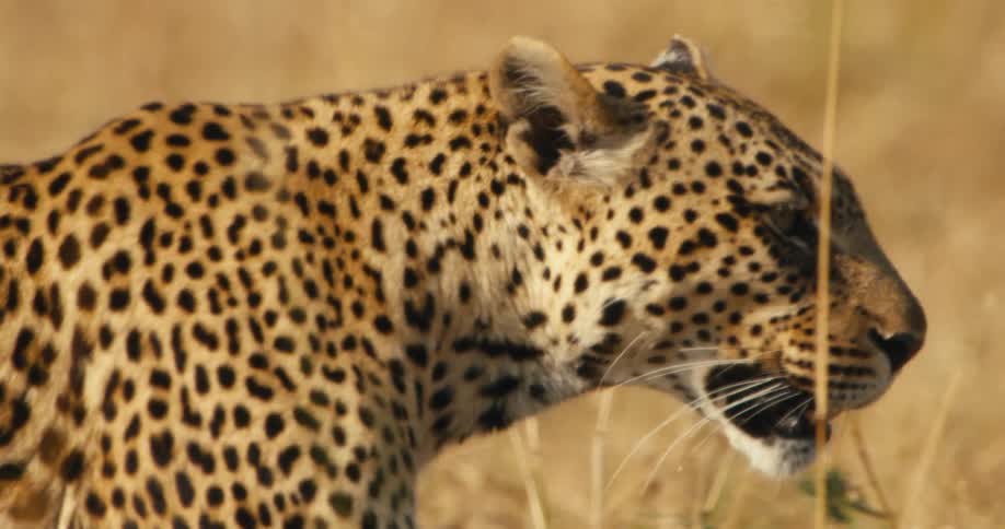 A close up footage of a big wild cat