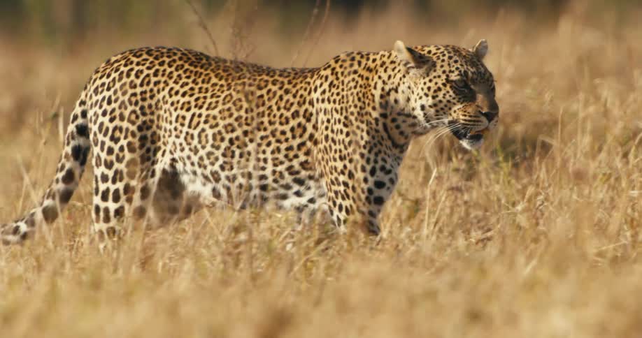 Leopard walking through the jungle