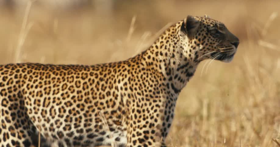 A leopard walks through the tall grass
