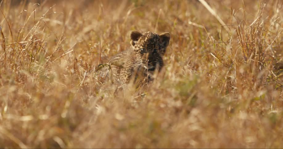 A young leopard cub pounces through the grass