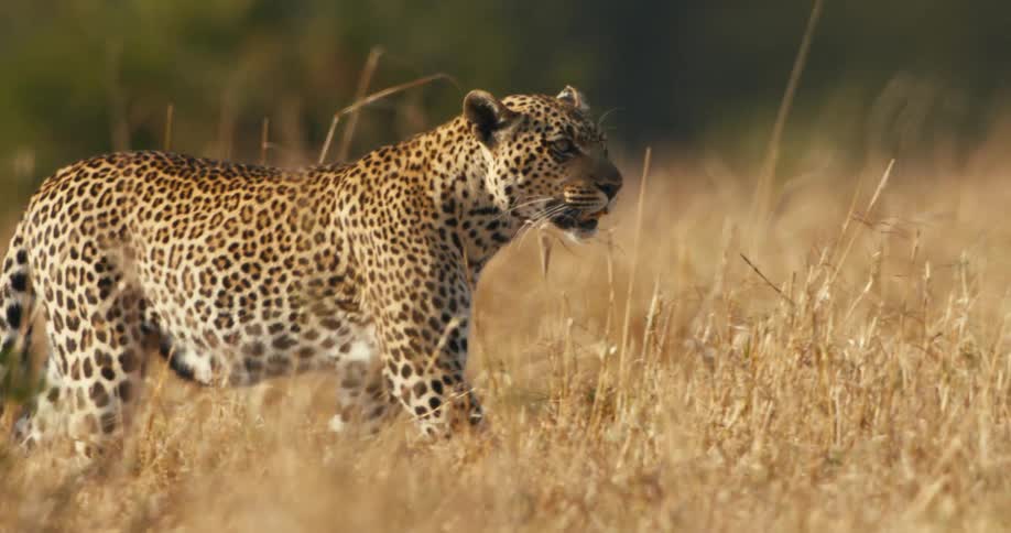 Leopard walking through the jungle during the day