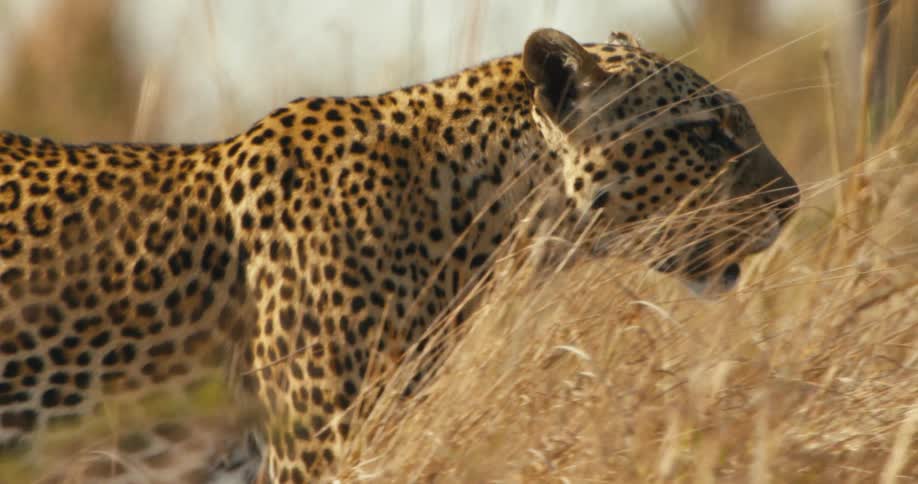 Jaguar walking imposingly in the jungle