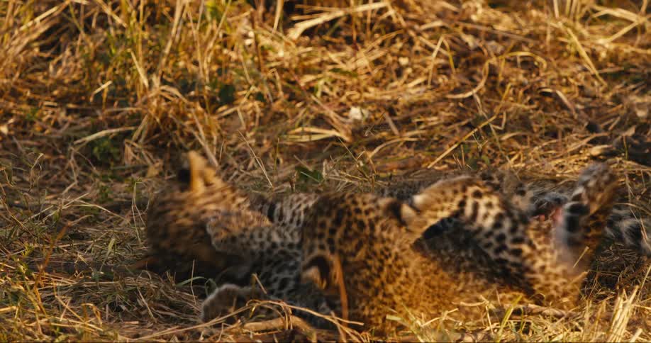 Leopard cubs playfully swatting at each other laying in the grass