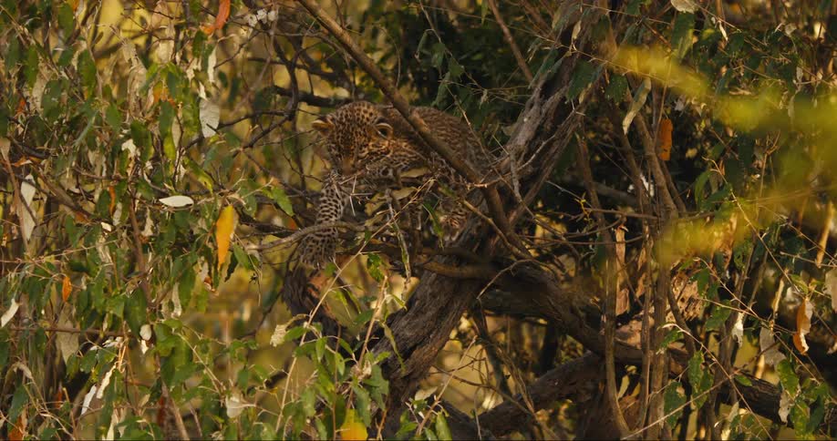Leopard cub walking on tree branches in the jungle