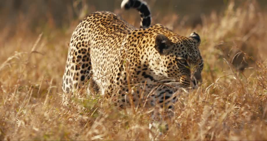 Leopard walking through dry grass