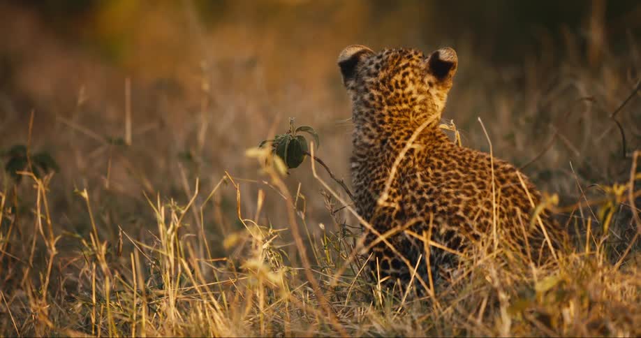 A leopard cub sits in tall grass at sunset slowly turning its head to look behind it
