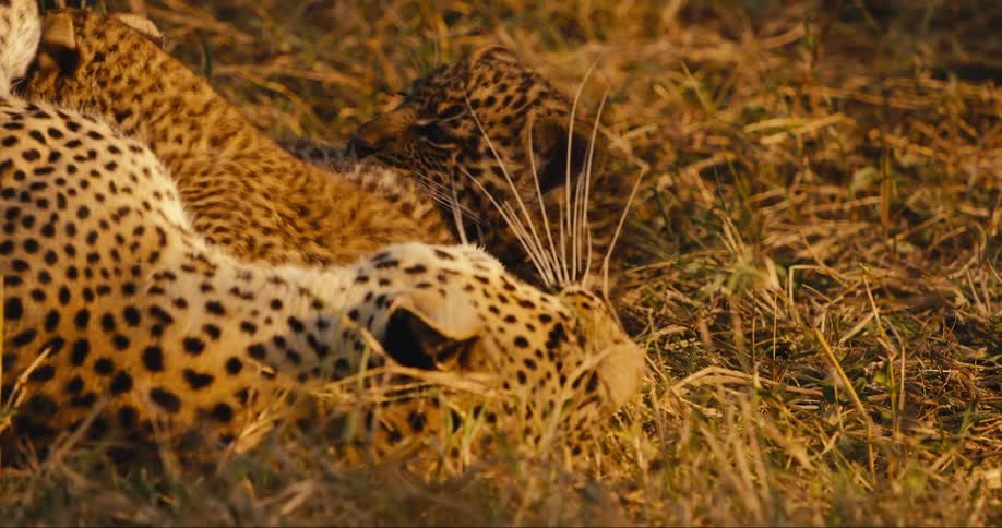 Two leopard cubs lying down with their mother in the wild