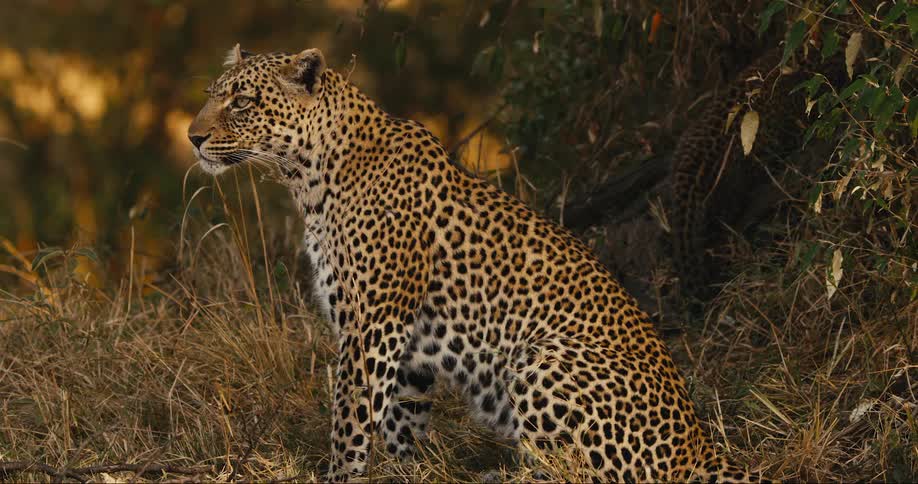 A leopard sits looking forward while her cub is playing behind her