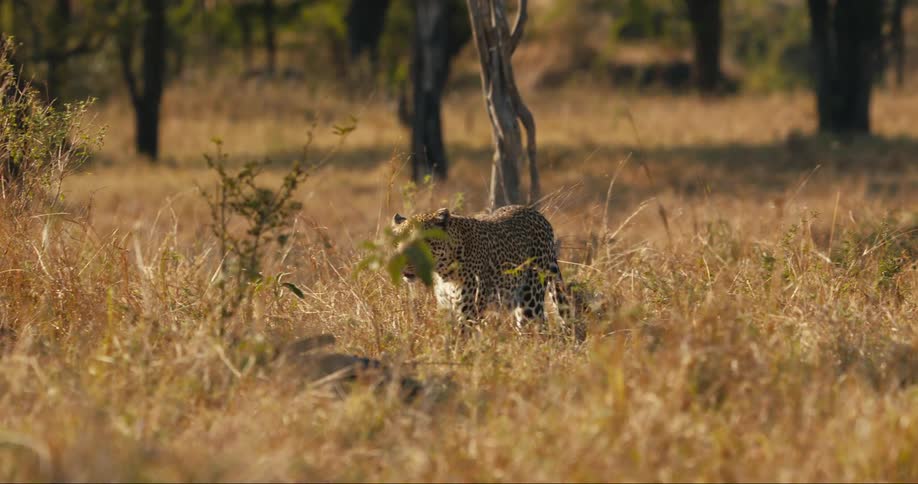 Mother leopard and her cubs strolling through a prairie in the wild