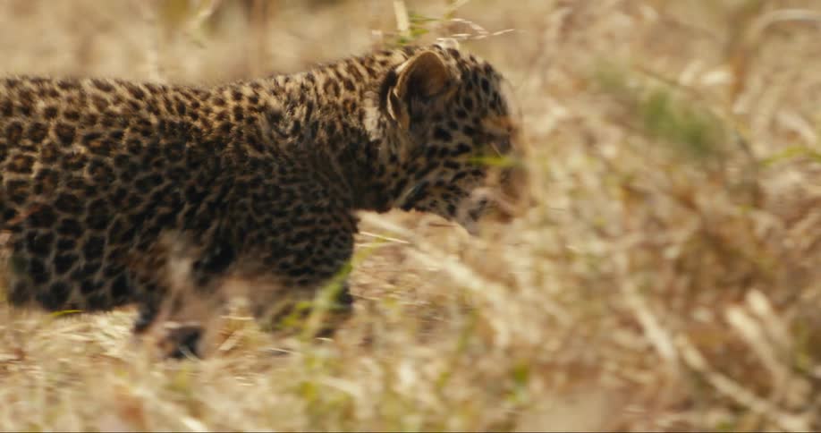 Leopard walking through the jungle
