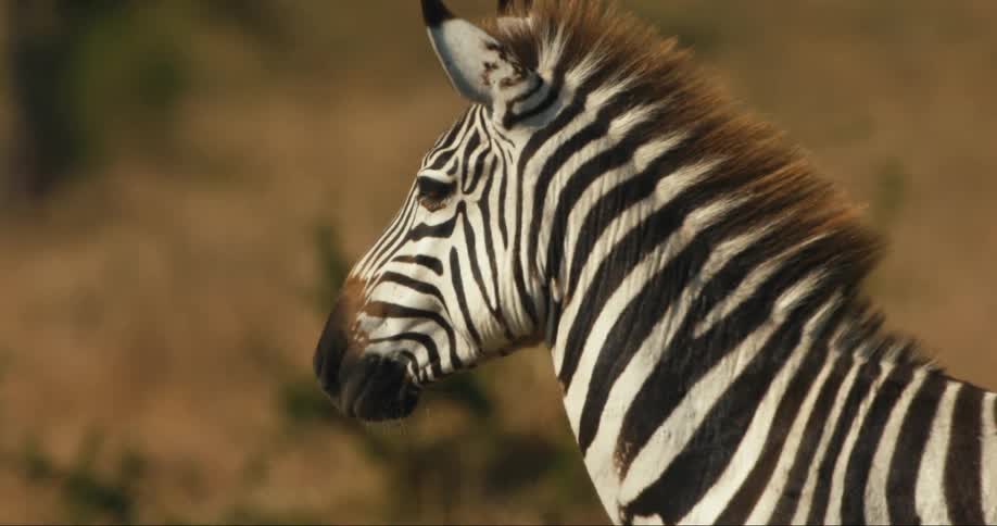 A zebra looking to the left
