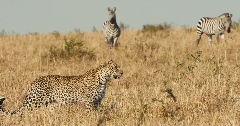 A leopard walks through a grassland in front of a herd of zebras