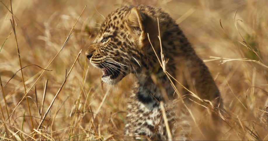 Leopard cub walking through the jungle