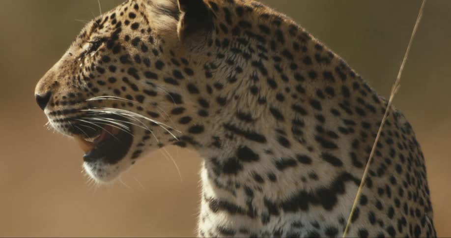 The face of a leopard that is breathing with its mouth open and looking to the sides and it is in a savannah