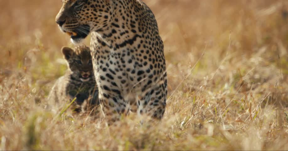 A baby leopard follows its parent