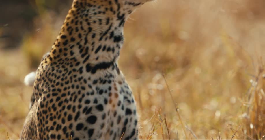Flies attacking a leopard in the jungle