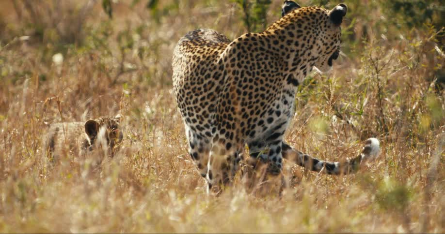 Leopards walk together outside