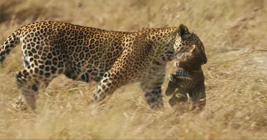 Mother leopard carrying her cub across a field in the wild