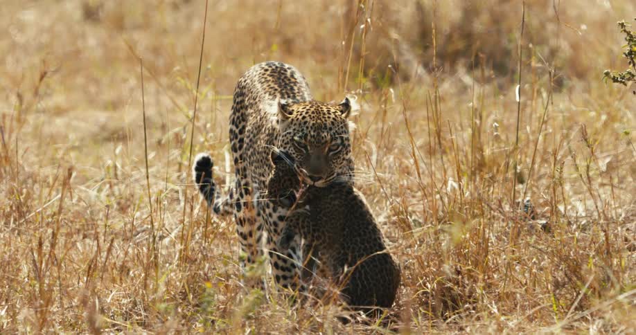 A leopard carries its cub through tall dry grass
