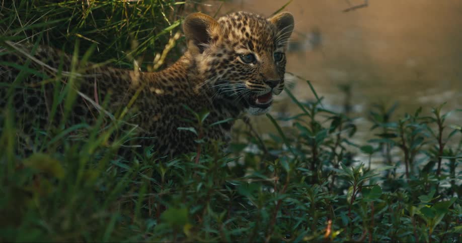 Leopard cub walking along the riverbank