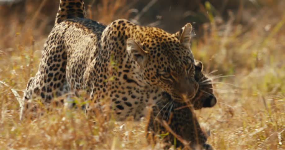 Mother leopard carrying her cub in the wild as the other cub follows
