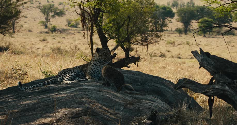Leopards lay in the shade together