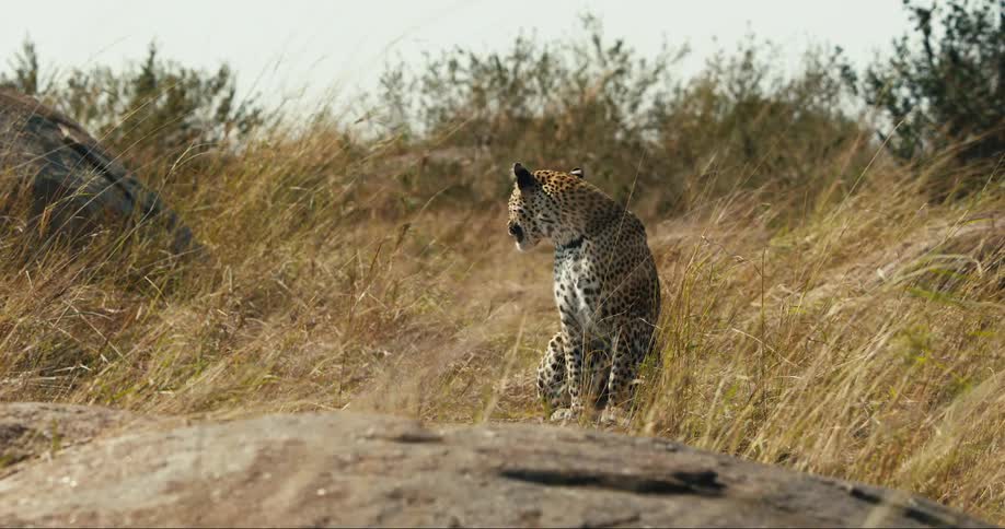 A leopard is looking around on a windy day