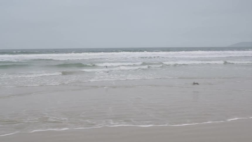 Birds fly around on the beach on a cloudy day