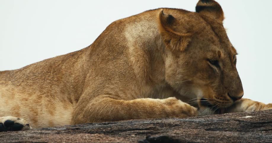A lioness licks her paws while resting on a rock
