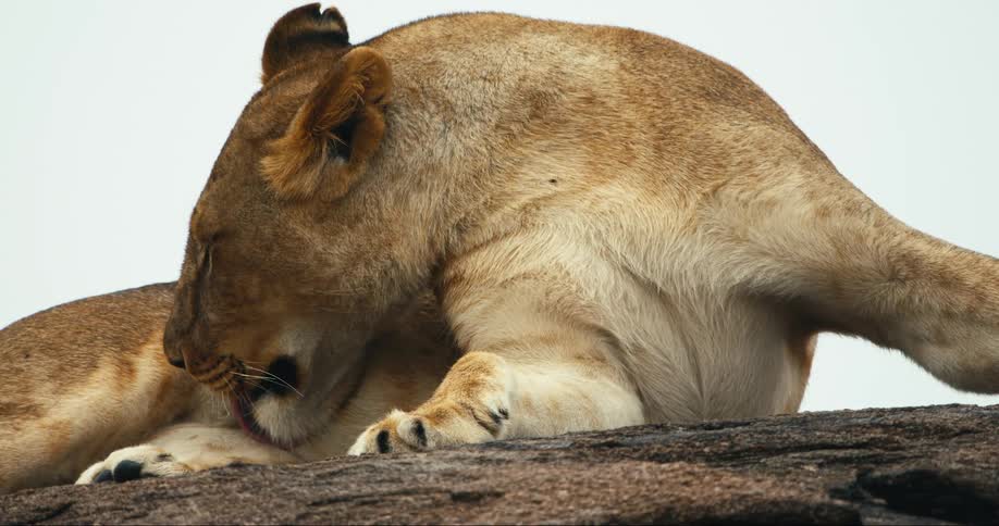 A lioness gives herself a bath