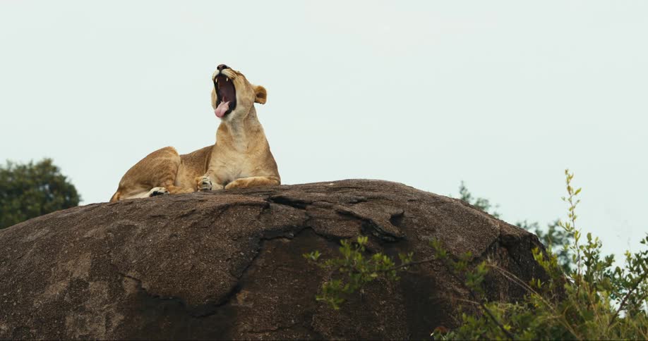 A female lion lying on top of a rock is opening her mouth to yawn