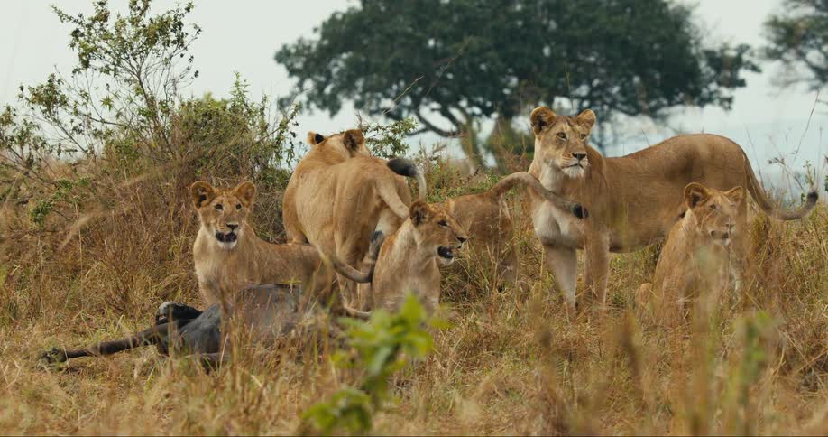 A group of two adult lions and four cubs and they are looking around in a beige grassy environment