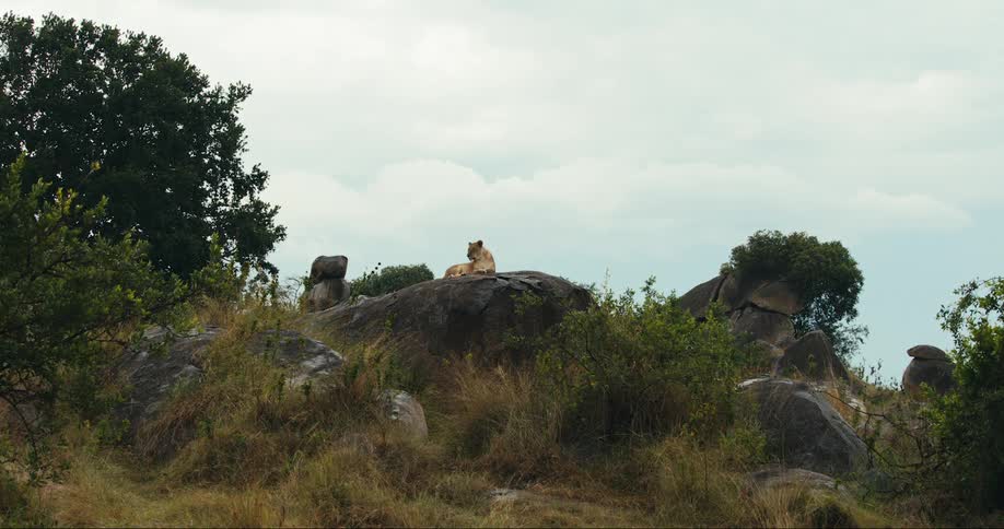 A clip of a lion sitting on a rock