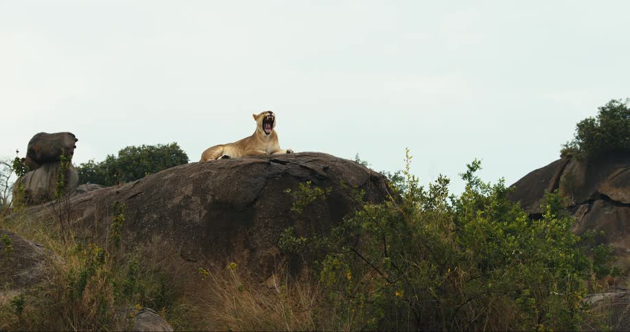 A lioness rests on a large rock head slightly turned mouth open in a yawn amidst a rocky and grassy savanna landscape