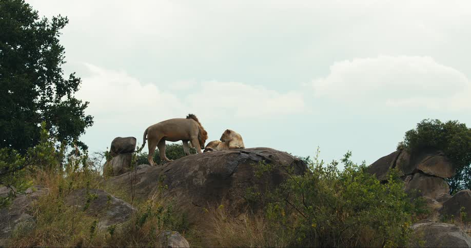 A male and female lion stand on a rocky outcrop