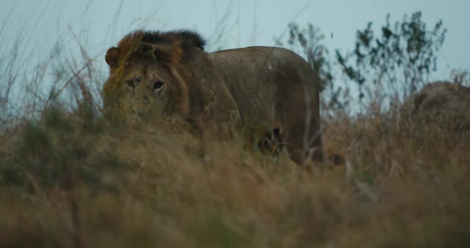 Majestic male lion walking across a field in the wild