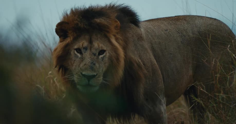 Lion walking through the jungle on a cloudy day