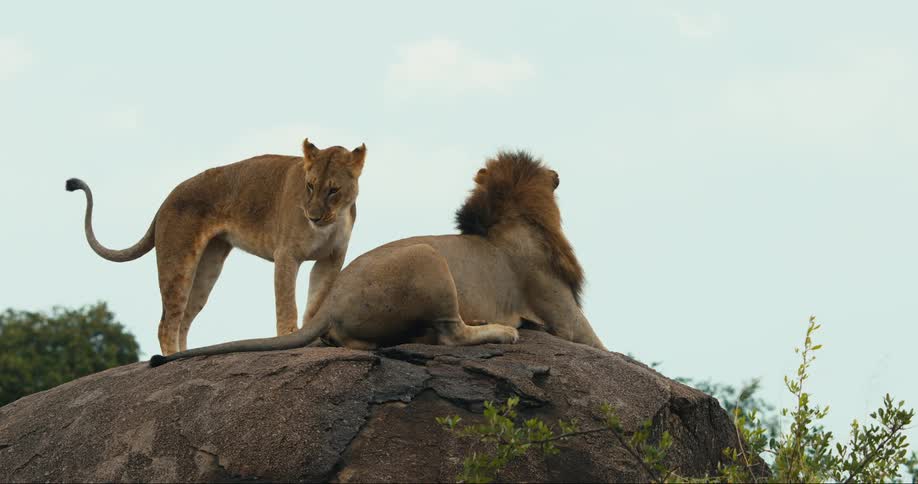 Two lions rest on a large boulder in nature