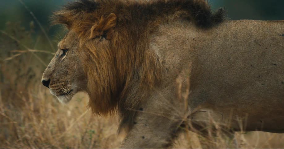 A majestic male lion stands tall in a grassy field