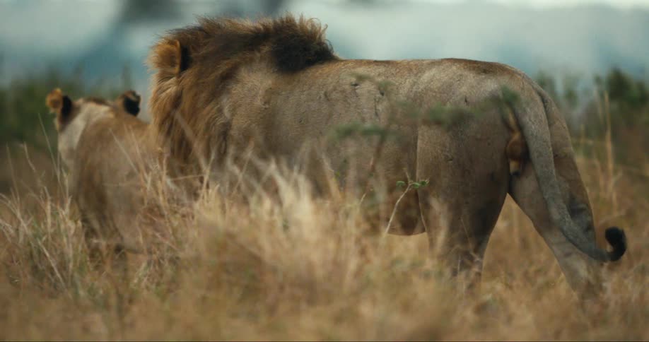 Lions walk through the tall grass