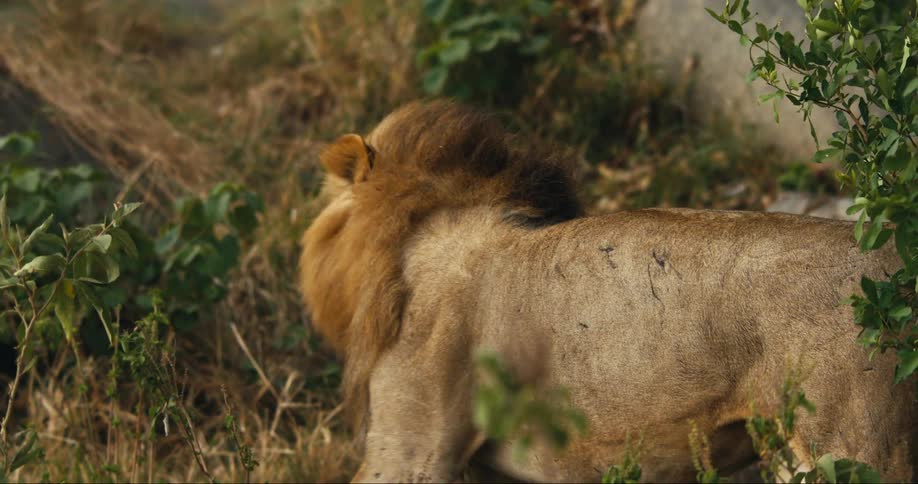 Imposing lion walking in the jungle