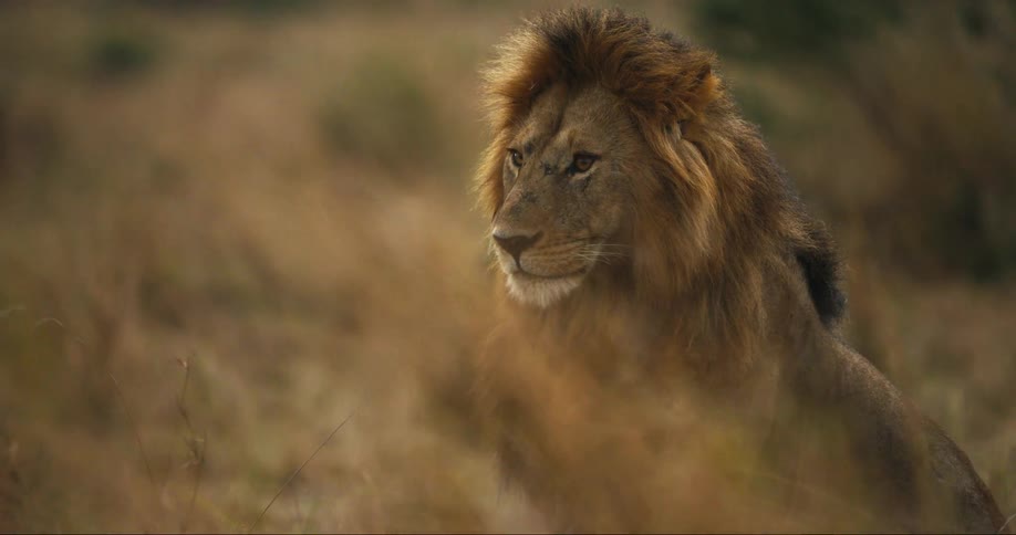 Imposing lion looking around