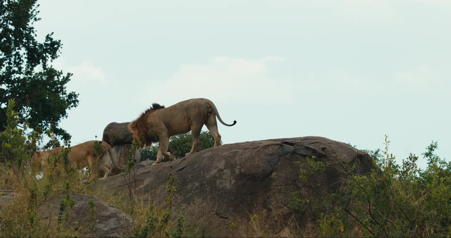 A male and female lion stand on a rocky outcrop