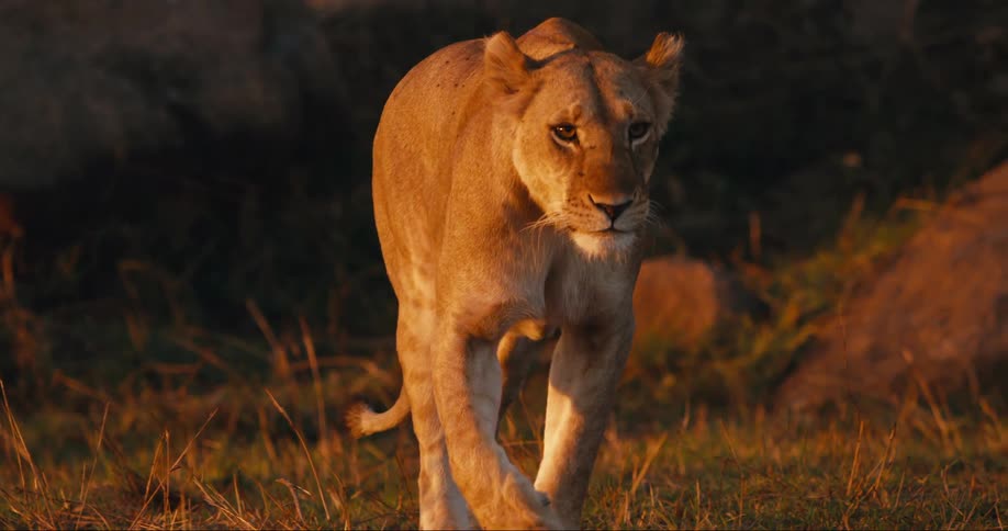 A lioness walks through a grassy field at sunset