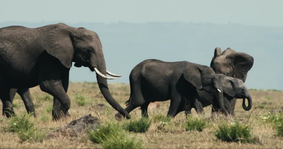 A footage of elephants walking in the plane grass land