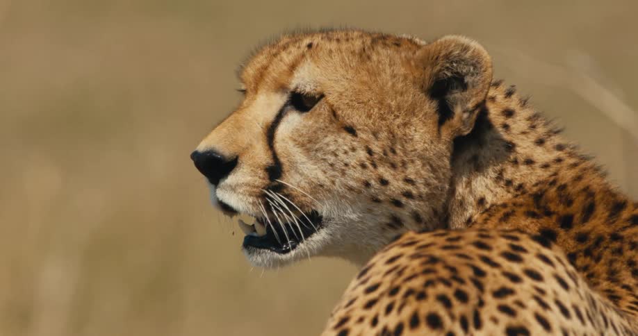 A cheetah scowls